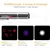 Laser-Katzenspielzeug – Lichtzeiger für aktives Spielen und Stimulation Laser-Katzenspielzeug – Lichtzeiger für aktives Spielen und Stimulation