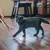 Laser-Katzenspielzeug – Lichtzeiger für aktives Spielen und Stimulation Laser-Katzenspielzeug – Lichtzeiger für aktives Spielen und Stimulation