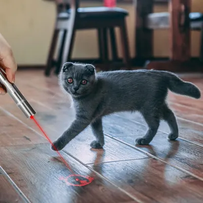 Laser-Katzenspielzeug – Lichtzeiger für aktives Spielen und Stimulation Laser-Katzenspielzeug – Lichtzeiger für aktives Spielen und Stimulation