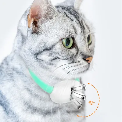 Collier laser chat interactif exercice quotidien Collier laser chat interactif exercice quotidien