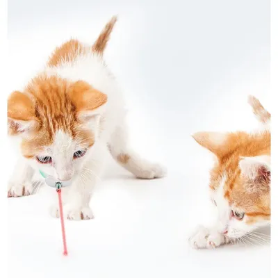 Collier laser chat interactif exercice quotidien Collier laser chat interactif exercice quotidien