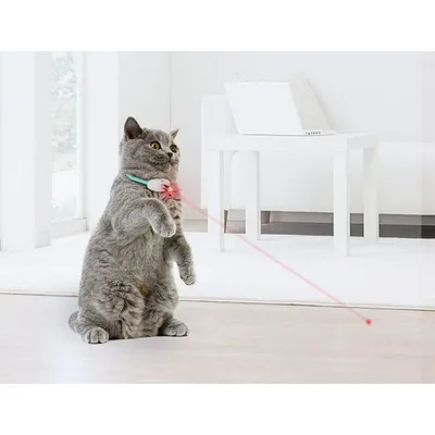Laserspielzeug Katzen – interaktives Halsband täglichen Bewegungsdrang Laserspielzeug Katzen – interaktives Halsband täglichen Bewegungsdrang