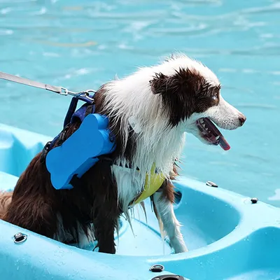 HausPets Schwimmweste Hund Reflektierend Griff HausPets Schwimmweste Hund Reflektierend Griff