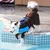 HausPets Schwimmweste Hund Reflektierend Griff HausPets Schwimmweste Hund Reflektierend Griff