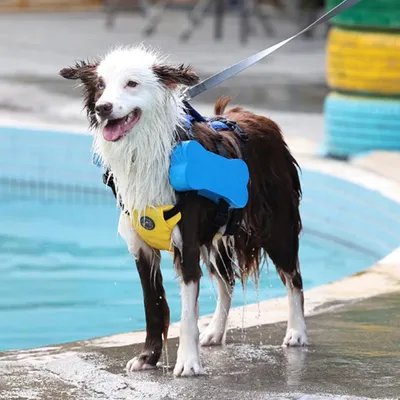 HausPets Schwimmweste Hund Reflektierend Griff HausPets Schwimmweste Hund Reflektierend Griff