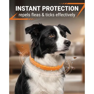 HausPets Flohhalsband Hund Katze 8 Monate 4er Set