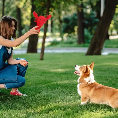 HausPets Quietschspielzeug Hummer Hund Plüsch HausPets Quietschspielzeug Hummer Hund Plüsch