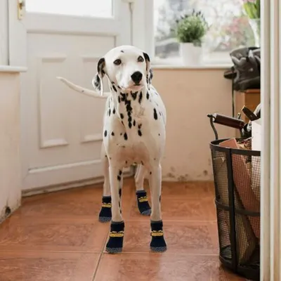 Pawffee 4 calcetines antideslizantes para perros (2 pares) con correas