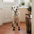 Pawffee 4 calcetines antideslizantes para perros (2 pares) con correas Pawffee 4 calcetines antideslizantes para perros (2 pares) con correas