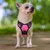 Pawffee Arnés acolchado ajustable para perros, talla S, 34-63 cm, rojo rosa