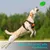 Pawffee Arnés antitirones XL para perros: reflectante, transpirable y