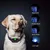 Wiederaufladbares Hundegerät mit Vibration, Ton, IPX67 wasserdicht