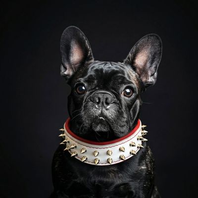 Weisses Frenchie Halsband