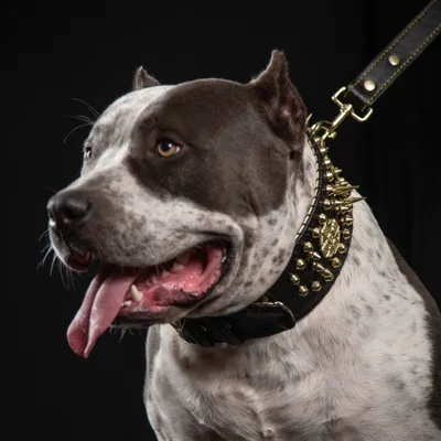 Das ''Imperium'' Halsband