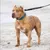 Bestia Hundesport GripPro Print Halsband - Blau&Grün