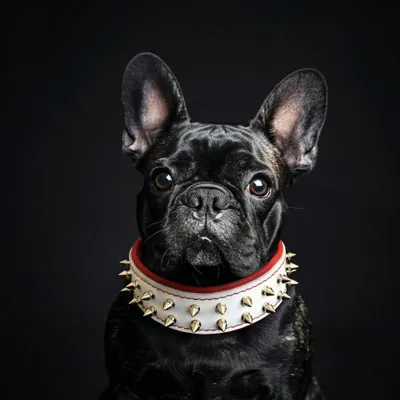 Weisses "Frenchie"  Halsband