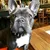 Collier Frenchie Collier Frenchie