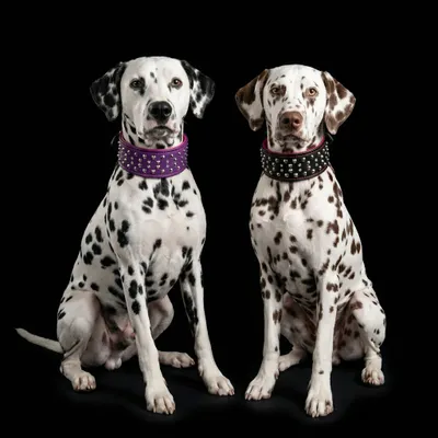 Das "Crystal'' Halsband