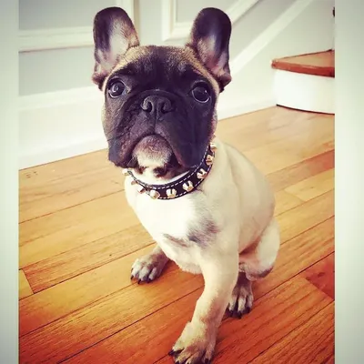 Le collier Rock