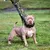 Hundehalsband mit Gewichten für Hundetraining großer Rassen. 2.3 kg