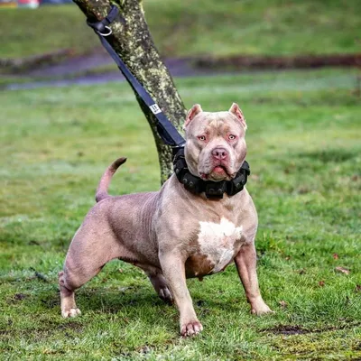 Hundehalsband mit Gewichten für Hundetraining großer Rassen. 2.3 kg