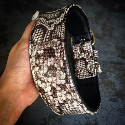 Das  ''Rock-Python'' Halsband