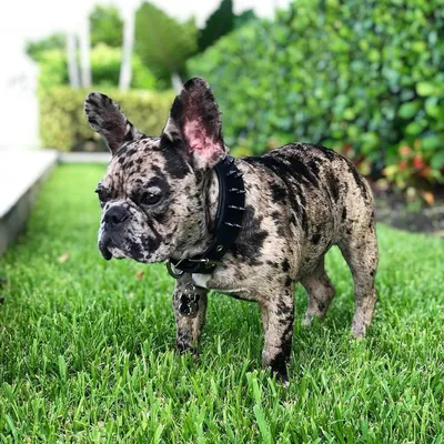 Frenchie Halsband "Black"