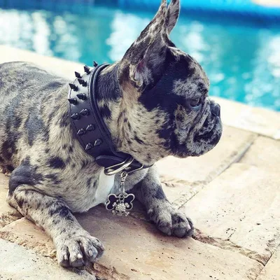 Frenchie Halsband "Black"