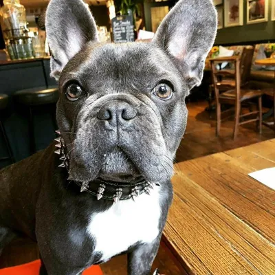 Collier Frenchie