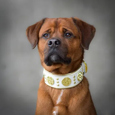 "Maximus" Halsband in weiss