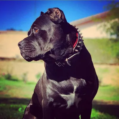 Collier Frenchie Collier Frenchie