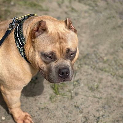 Bestia Hundesport GripPro Print Halsband - Gold