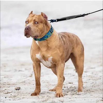 Bestia Hundesport GripPro Print Halsband - Blau&Grün