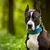 Bestia Collier de Sport pour Chien GripPro Imprimé - Bleu&Vert Bestia Collier de Sport pour Chien GripPro Imprimé - Bleu&Vert