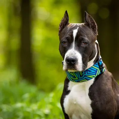 Bestia Collier de Sport pour Chien GripPro Imprimé - Bleu&Vert Bestia Collier de Sport pour Chien GripPro Imprimé - Bleu&Vert
