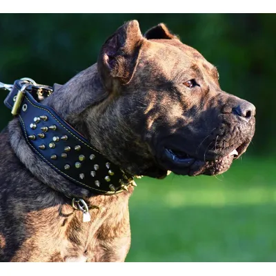 Das "Krone'' Halsband