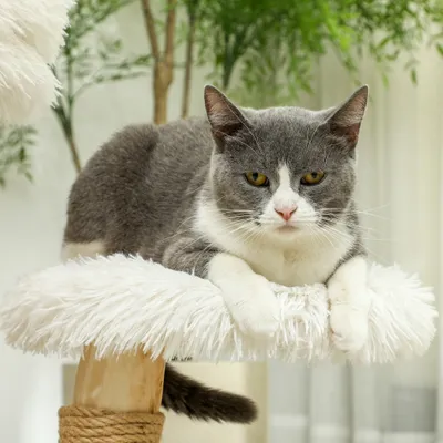 PawHut Kratzbaum