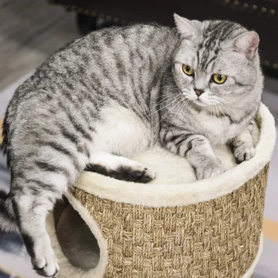 PawHut Kratztonne