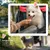 PawHut Hundewagen
