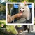PawHut Hundewagen