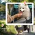 PawHut Hundewagen