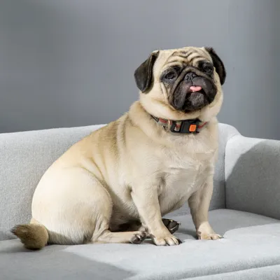 PawHut Hundesofa