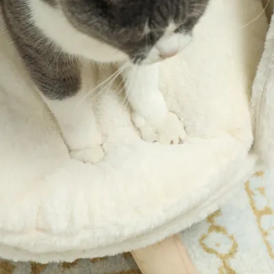 PawHut Hundesofa