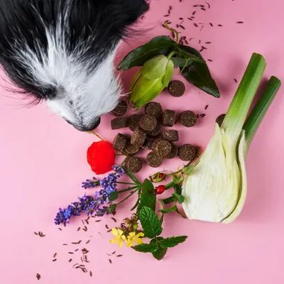 Tierliebhaber Chillout Drops für Hunde