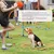 PawHut Agility Set Hunde