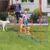 PawHut Agility Set Hunde