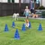 PawHut Agility Set Hunde PawHut Agility Set Hunde