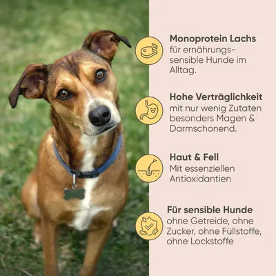 Milo & Mia - Lachs & Kartoffel Milo & Mia - Lachs & Kartoffel