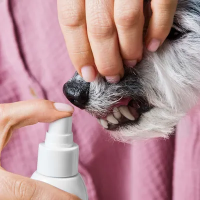 Tierliebhaber Dentalspray für Hunde