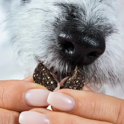Tierliebhaber Darmpflege Drops für Hunde Tierliebhaber Darmpflege Drops für Hunde